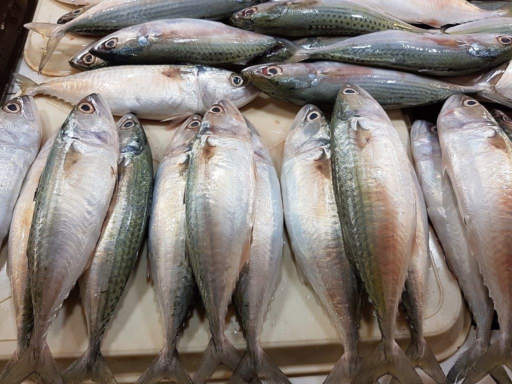 Jenis Ikan Terbaik untuk Menurunkan Kolesterol